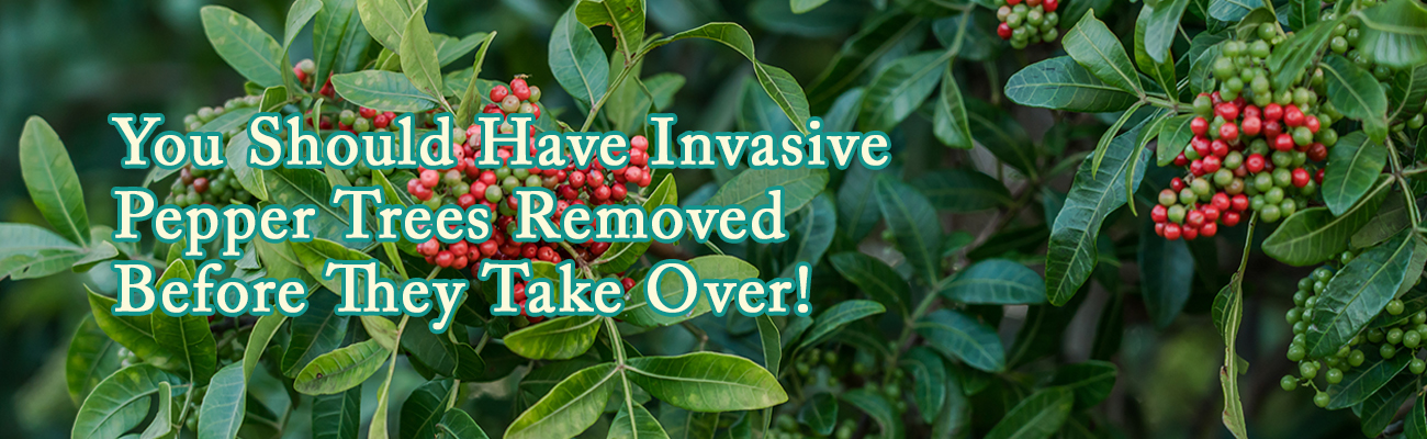 Why You Should Remove Invasive Pepper Trees Before They Take Over