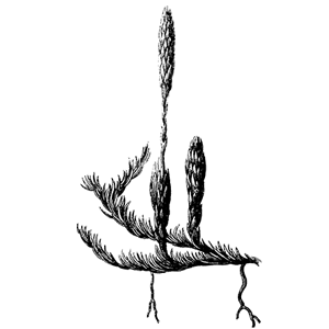 Sarasota Brazilian Pepper Tree removal - drawing of a plant