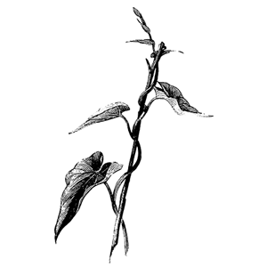 drawing of vine - Sarasota Arborist Florida tree care