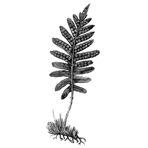 drawing of small leaf - Sarasota Arborist Florida tree care