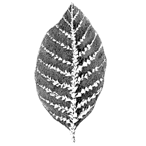 drawing of large leaf - Sarasota Arborist Florida tree care