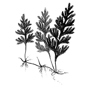 drawing of plant and roots - Sarasota Arborist Florida tree care