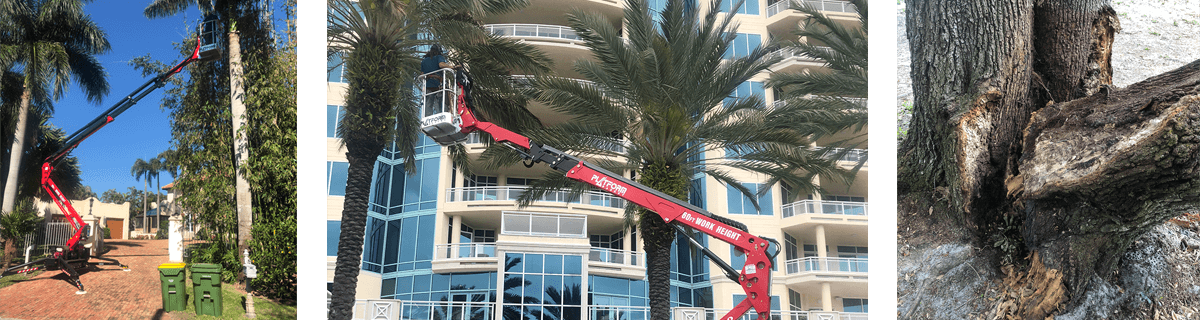 Sarasota Arborist photos of tree trimming and tree removal