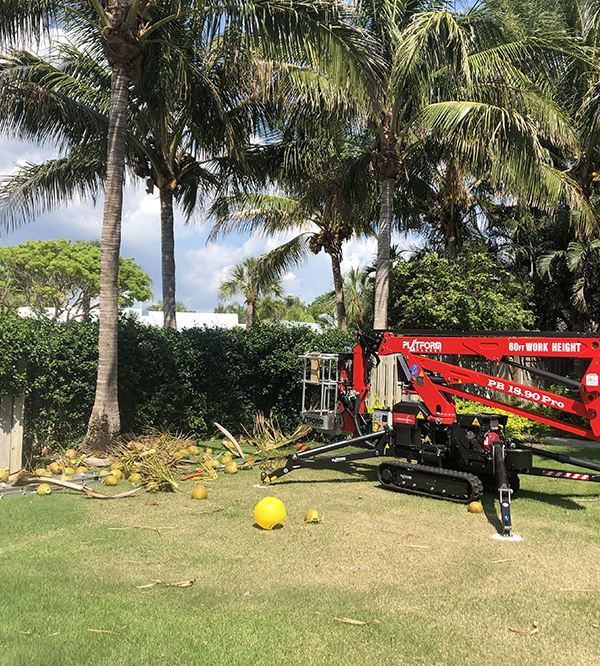 Sarasota Arborist offers a full range of Professional Tree Services like coconut removal
