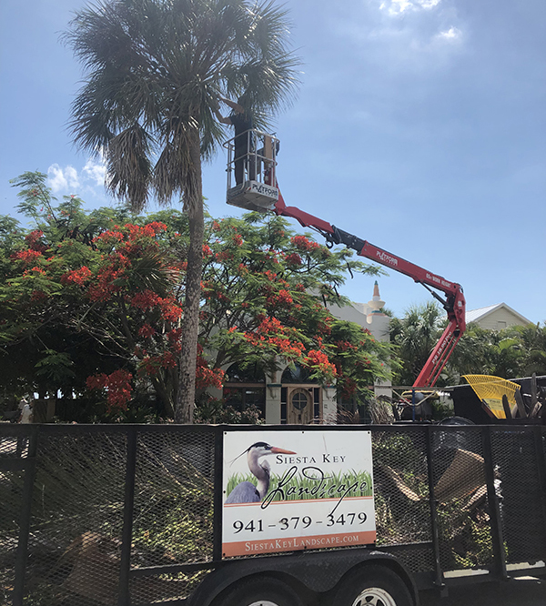 Sarasota Arborist Tree Removal & Relocation - Sarasota Florida