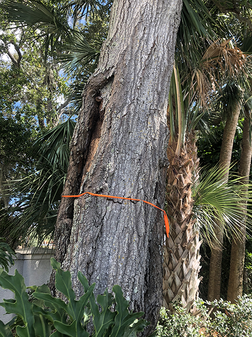 Sarasota Arborist tree removal - Florida