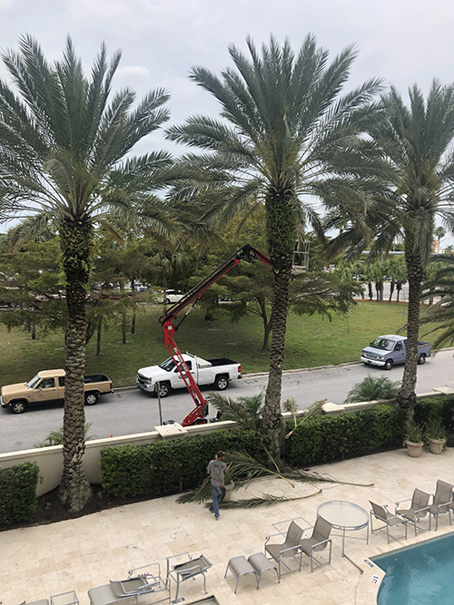 Sarasota hard to reach tree trimming and removal - Florida
