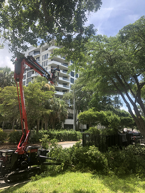 Sarasota dangerous tree trimming and removal - Florida