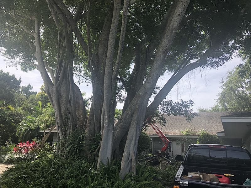 Sarasota Arborist hard to reach dead tree trimming - Florida