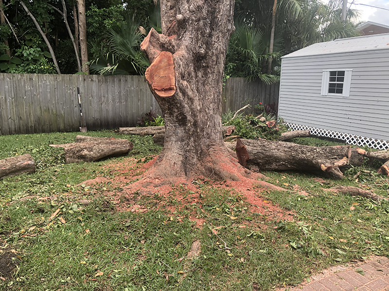 Sarasota Arborist dangerous large tree removal - Florida