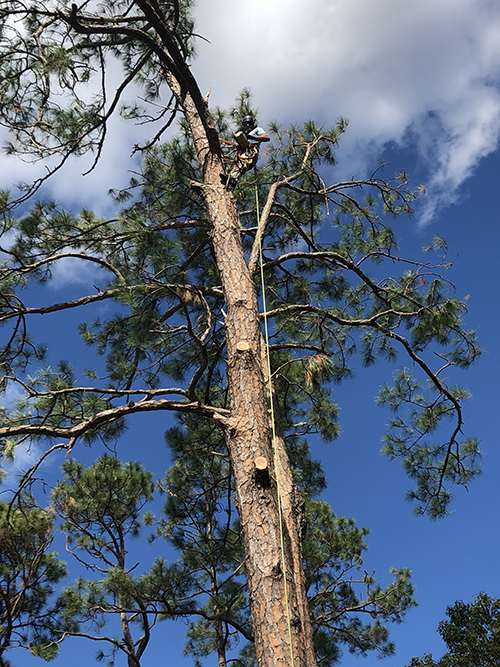 Sarasota Arborist tree trimming and removal - Florida