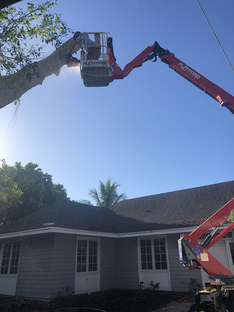 Sarasota Arborist dangerous tree trimming and removal - Florida