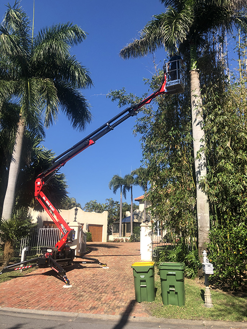 Sarasota Arborist tree trimming and removal - Florida