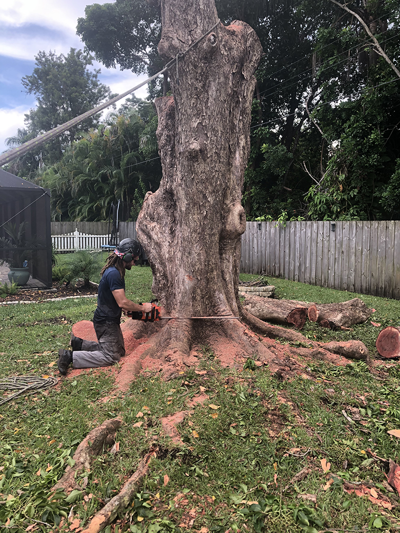 Sarasota dangerous tree trimming and removal - Florida
