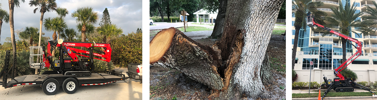 Sarasota Arborist offers a full range of Professional Tree Services