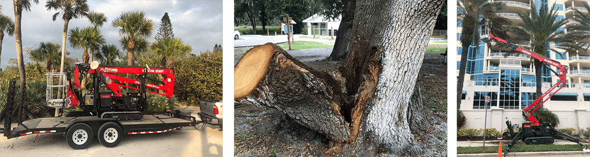 Sarasota Arborist offers a full range of Professional Tree Services