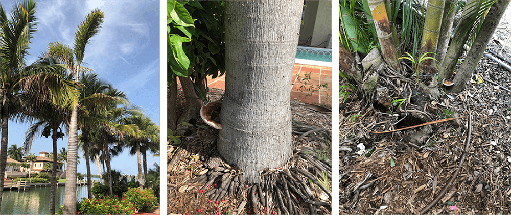 Sarasota palm Ganoderma disease