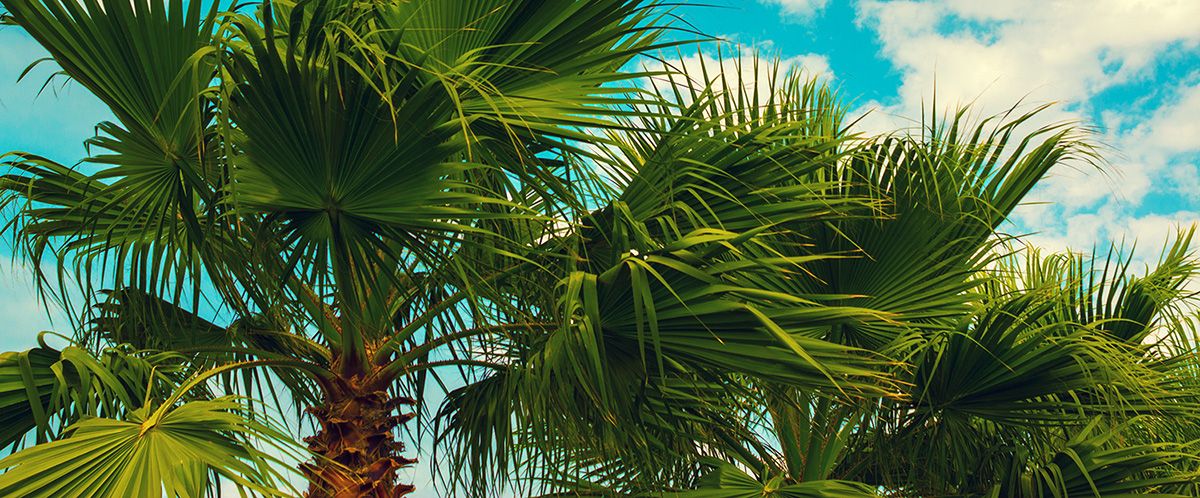 Sarasota palm tree trimming