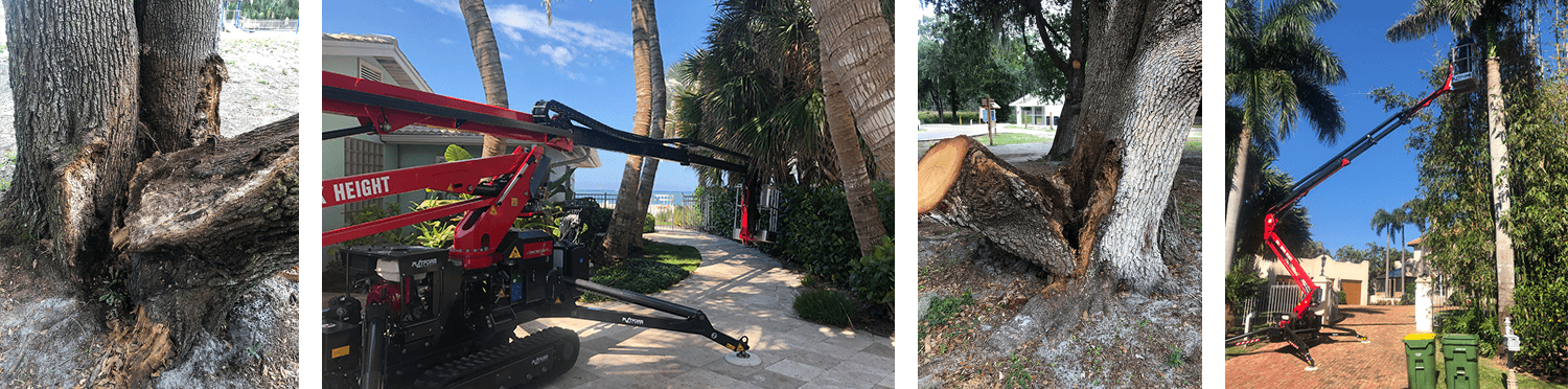 Sarasota Arborist photos of tree trimming and tree removal