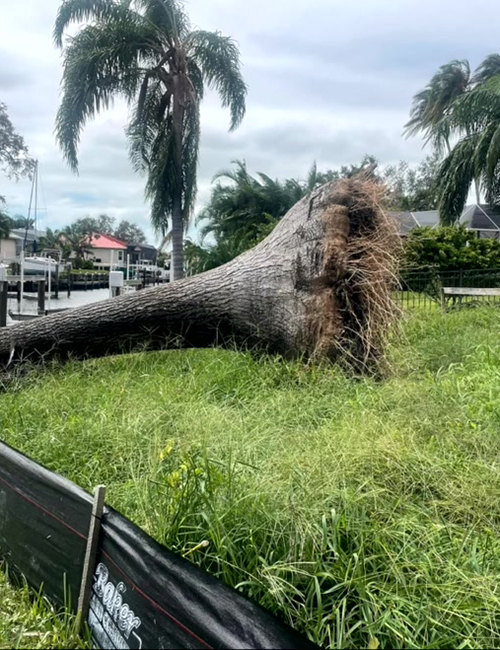 Sarasota Arborist dangerous tall tree removal services - Florida