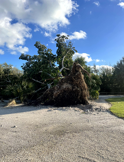Sarasota Arborist dangerous large tree removal - Florida