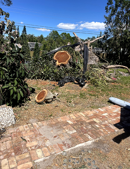 Sarasota Arborist dangerous large tree branch removal - Florida
