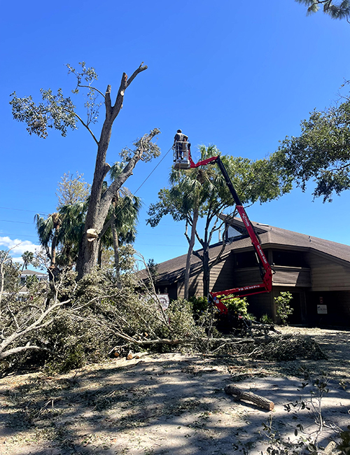 Sarasota Arborist coconot trimming and removal - Florida